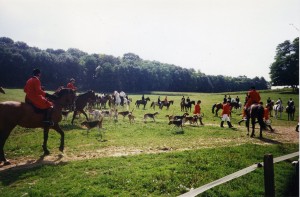 Participation a une chasse  au renard en Alsace (avec un leurre) et un équipage allemand