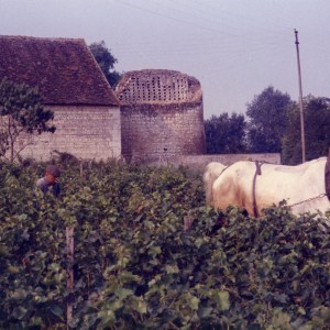 J'ai beaucoup de sympathie pour les chevaux de trait .Ici, un paysan et ami de famille de longue date menant son boulonnais  Bayard